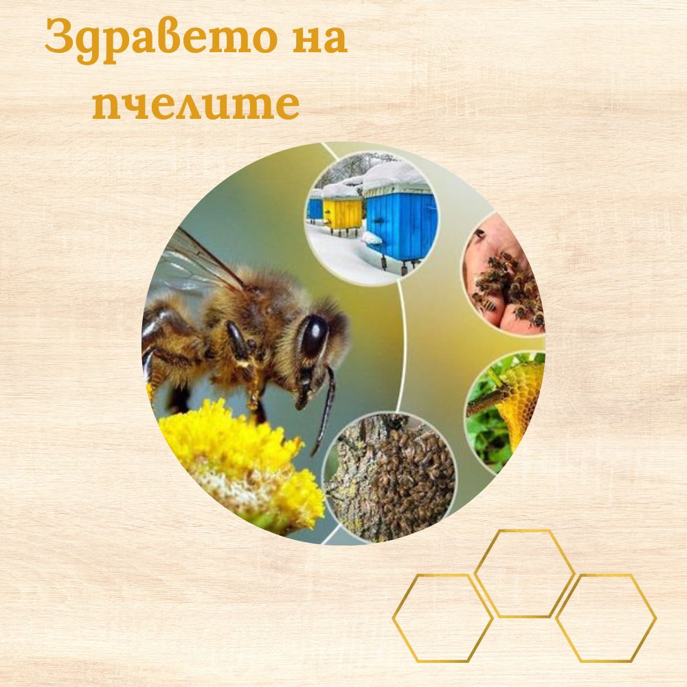 Здравето на пчелите и заплахите за тях
